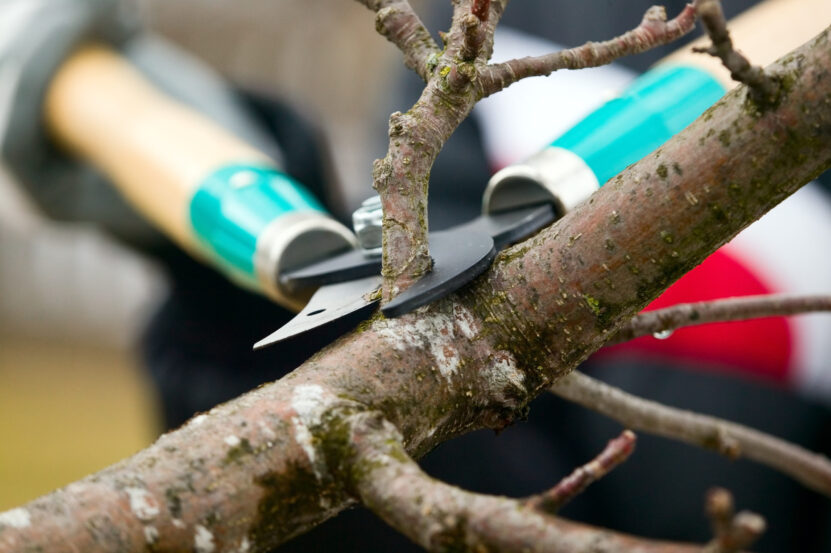 Should you start pruning your trees