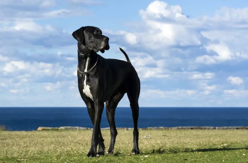 Most Popular Dog Breeds Great Danes