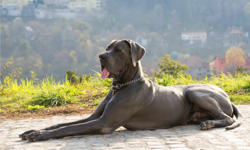 Great Danes Origin and Appearance