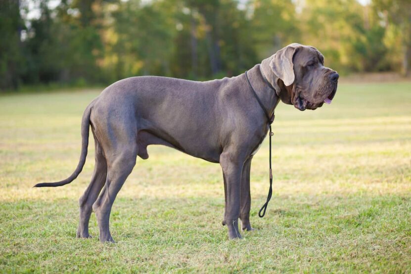 Great Danes as Guard Dogs