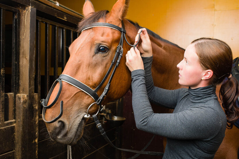 Proper Positioning for Horse Grooming