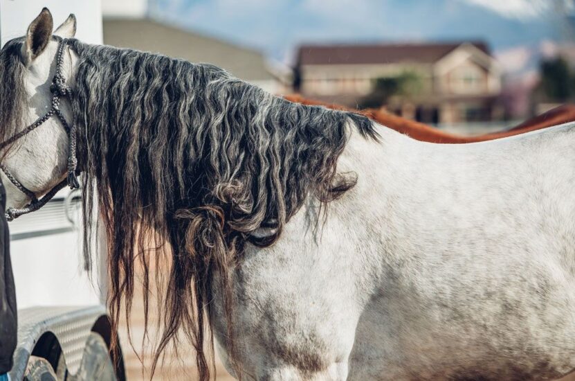 Tangled Hair on a Horse