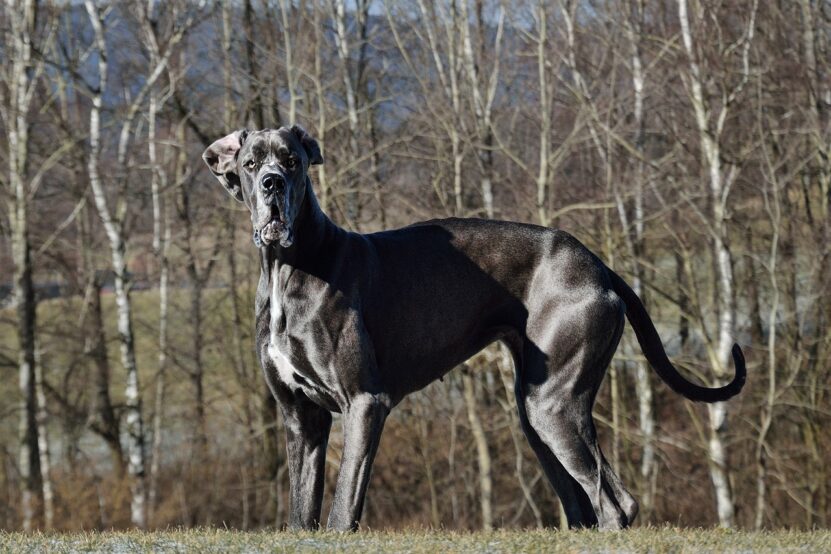 Using Great Danes as A Deterrent